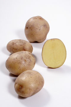 Kartoffeln online kaufen – Kartoffelsorte Granola. Rundliche, hellfleischige Kartoffel mit brauner Schale vom Gut Rosenhof.