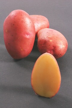 Kartoffeln online kaufen – Kartoffelsorte Rosara. Hellfleischige Kartoffel mit roter Schale vom Gut Rosenhof.