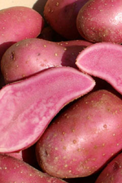 Rote Emmalie – Rotfleischige Kartoffeln mit roter Schale vom Gut Rosenhof.